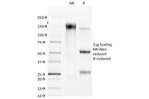 SDS-PAGE Analysis of Purified, BSA-Free Connexin 32 Antibody (clone R5. (GJB1 抗体)