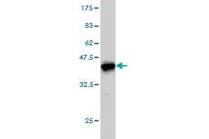 Western Blot detection against Immunogen (36. (CANT1 抗体  (AA 302-401))