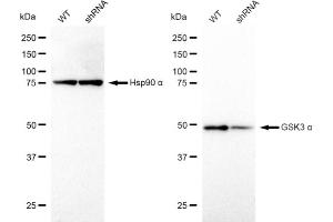 Western blotting analysis using GSK3 alpha antibody (ABIN7798777). (Recombinant GSK3 alpha 抗体)