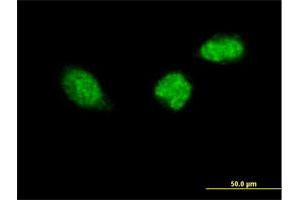 Immunofluorescence of purified MaxPab antibody to ZWINT on HeLa cell. (ZWINT 抗体  (AA 1-277))