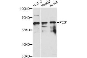 Western blot analysis of extracts of various cell lines, using PES1 antibody (ABIN6293971) at 1:3000 dilution. (PES1 抗体)