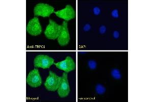 Immunofluorescence (IF) image for anti-Transient Receptor Potential Cation Channel, Subfamily C, Member 1 (TRPC1) (Internal Region) antibody (ABIN6391351)
