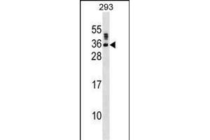 SSX5 Antibody (N-term) (ABIN1538874 and ABIN2850004) western blot analysis in 293 cell line lysates (35 μg/lane). (SSX5 抗体  (N-Term))