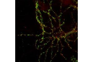 Indirect immunolabeling of PFA fixed rat hippocampus neurons with anti-shank 3 (dilution 1 : 500; red), counterstained with mouse anti-synapsin 1 (, dilution 1 : 500; green).