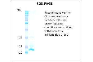 SDS-PAGE (SDS) image for Chemokine (C-C Motif) Ligand 4 (CCL4) (Active) protein (ABIN5509373) (CCL4 蛋白)
