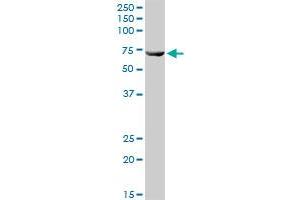SLC25A13 MaxPab rabbit polyclonal antibody. (slc25a13 抗体  (AA 1-675))