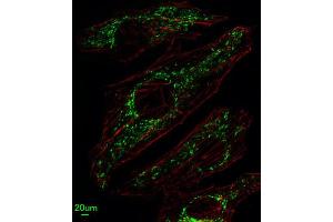 Immunofluorescence (IF) image for anti-Solute Carrier Family 25, Member 37 (SLC25A37) antibody (ABIN3004289) (SLC25A37 抗体)