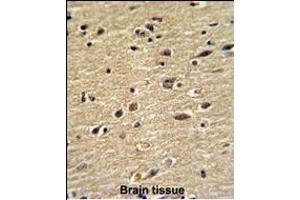 Formalin-fixed and paraffin-embedded human brain with CUEDC2 Antibody (C-term), which was peroxidase-conjugated to the secondary antibody, followed by DAB staining. (CUEDC2 抗体  (C-Term))