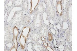 Immunoperoxidase of purified MaxPab antibody to CAPS on formalin-fixed paraffin-embedded human kidney. (Calcyphosine 抗体  (AA 1-189))