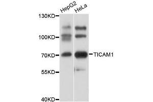 Western blot analysis of extracts of various cell lines, using TICAM1 antibody. (TICAM1 抗体  (AA 20-200))