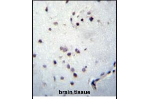 ZN Antibody (Center) (ABIN656290 and ABIN2845599) immunohistochemistry analysis in formalin fixed and paraffin embedded human brain tissue followed by peroxidase conjugation of the secondary antibody and DAB staining. (ZNF417 抗体  (AA 136-164))