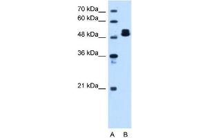 Western Blotting (WB) image for anti-ATP Synthase, H+ Transporting, Mitochondrial F1 Complex, beta Polypeptide (ATP5B) (C-Term) antibody (ABIN629673)