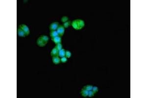 Immunofluorescence staining of PC-3 cells with ABIN7149030 at 1:233, counter-stained with DAPI.
