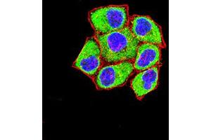 Immunofluorescence analysis of Hela cells using FOLR1 mouse mAb (green). (FOLR1 抗体  (AA 41-227))