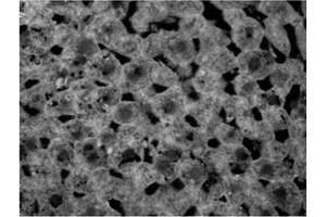 Image no. 3 for anti-Glyceraldehyde-3-Phosphate Dehydrogenase (GAPDH) (Internal Region) antibody (ABIN185543)