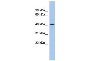 WB Suggested Anti-ANGPTL5 Antibody Titration: 0. (ANGPTL5 抗体  (N-Term))