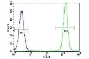 KRAS antibody flow cytometric analysis of HeLa cells (right histogram) compared to a negative control (left histogram). (K-RAS 抗体  (AA 146-174))