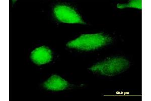 Immunofluorescence of purified MaxPab antibody to EFCBP2 on HeLa cell. (NECAB2 抗体  (AA 1-239))