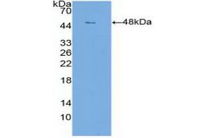 Western blot analysis of recombinant Human CLDN1. (Claudin 1 抗体  (AA 50-197))