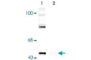Western blot of rat cortex lysate showing specific immunolabeling of the ~50k Gap43 protein phosphorylated at Ser41 (Control). (GAP43 抗体  (pSer41))