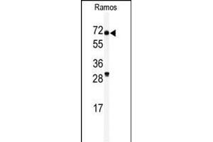 Western blot analysis of anti-RIOK2 Antibody (C-term) (ABIN390990 and ABIN2841173) in Ramos cell line lysates (35 μg/lane). (RIOK2 抗体  (C-Term))