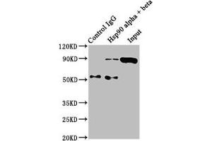 Immunoprecipitating Hsp90 alpha + beta in Hela whole cell lysate Lane 1: Rabbit control IgG instead of ABIN7127555 in Hela whole cell lysate. (Recombinant HSP9AA1/HSP9AB1 抗体)