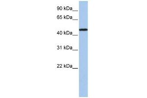 P2RX2 antibody used at 1 ug/ml to detect target protein. (P2RX2 抗体  (N-Term))