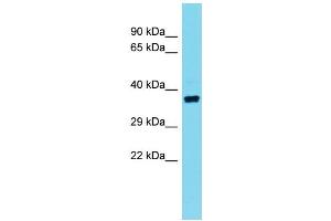 Host: Rabbit  Target Name: Olr10  Sample Tissue: Rat Testis lysates  Antibody Dilution: 1. (Olr10 抗体  (C-Term))