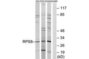 Western blot analysis of extracts from A549/293/COLO cells, using RPS8 Antibody. (RPS8 抗体  (AA 111-160))