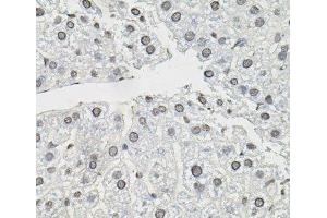 Immunohistochemistry of paraffin-embedded Mouse liver using TCEB1 Polyclonal Antibody