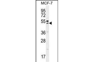 QTRTD1 Antibody (C-term) (ABIN655642 and ABIN2845119) western blot analysis in MCF-7 cell line lysates (35 μg/lane). (QTRTD1 抗体  (C-Term))