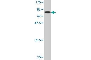 Western Blot detection against Immunogen (78. (FH 抗体  (AA 33-510))