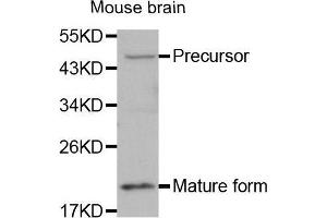 Western Blotting (WB) image for anti-Bone Morphogenetic Protein 7 (BMP7) (AA 132-431) antibody (ABIN3021109) (BMP7 抗体  (AA 132-431))