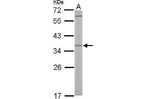 WB Image Sample (50 ug of whole cell lysate) A: Mouse liver 12% SDS PAGE antibody diluted at 1:500 (OTUB1 抗体  (Center))