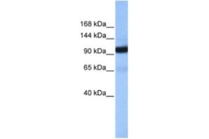 Western Blotting (WB) image for anti-Coatomer Protein Complex, Subunit beta 1 (COPB1) antibody (ABIN2463511) (COPB1 抗体)