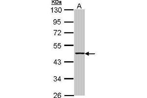 WB Image Sample (30 ug of whole cell lysate) A: H1299 10% SDS PAGE antibody diluted at 1:1000 (Aminoacylase 1 抗体)