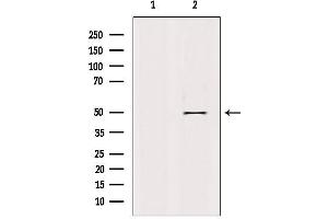 Western blot analysis of extracts from rat brain, using RXRgamma Antibody. (Retinoid X Receptor gamma 抗体  (Internal Region))