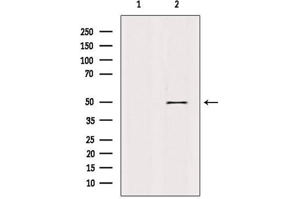 Retinoid X Receptor gamma 抗体  (Internal Region)