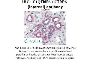 Image no. 1 for anti-Complement C1q Tumor Necrosis Factor-Related Protein 6 (C1QTNF6) (Internal Region) antibody (ABIN1732487) (CTRP6 抗体  (Internal Region))