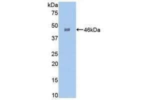 Detection of Recombinant GLa, Human using Polyclonal Antibody to Galactosidase Alpha (GLa) (GLA 抗体  (AA 81-429))