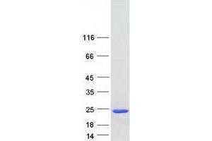 Western Blotting (WB) image for Nudix (Nucleoside Diphosphate Linked Moiety X)-Type Motif 1 (NUDT1) (Transcript Variant 3A) protein (Myc-DYKDDDDK Tag) (ABIN2727725)