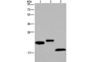 Western Blot analysis of NIH/3T3 cell, Human testis and Mouse fat tissue using EPPIN Polyclonal Antibody at dilution of 1:400 (Eppin 抗体)