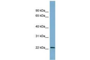 Image no. 1 for anti-B-Cell Translocation Gene 4 (BTG4) (AA 71-120) antibody (ABIN6742146) (BTG4 抗体  (AA 71-120))