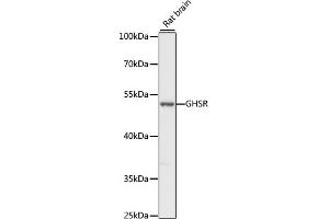 Western Blotting (WB) image for anti-Growth Hormone Secretagogue Receptor (GHSR) (AA 1-100) antibody (ABIN7267520)