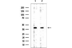 Western blot analysis of lysates from various samples, using CKII alpha Mouse Monoclonal Antibody at 1/1000 dilution.