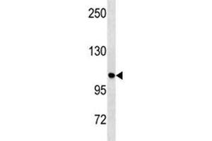ULK1 antibody western blot analysis in HeLa lysate.