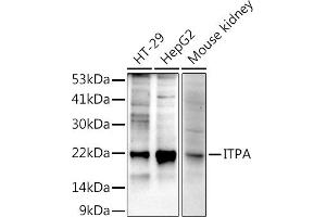 Western blot analysis of extracts of various cell lines, using (ABIN7267879) at 1:1000 dilution. (ITPA 抗体)