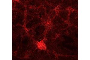Immunocytochemistry (ICC) image for anti-Solute Carrier Family 6 (Neurotransmitter Transporter, GABA), Member 11 (SLC6A11) antibody (ABIN2690507)