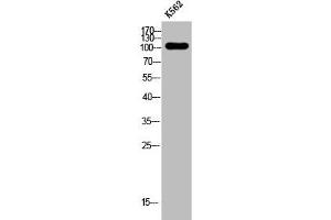 Western Blot analysis of K562 cells using 4. (EPB41L2 抗体  (Internal Region))