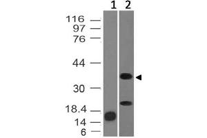 Image no. 1 for anti-Inhibin, alpha (INHA) (AA 196-366) antibody (ABIN5027320) (Inhibin alpha 抗体  (AA 196-366))
